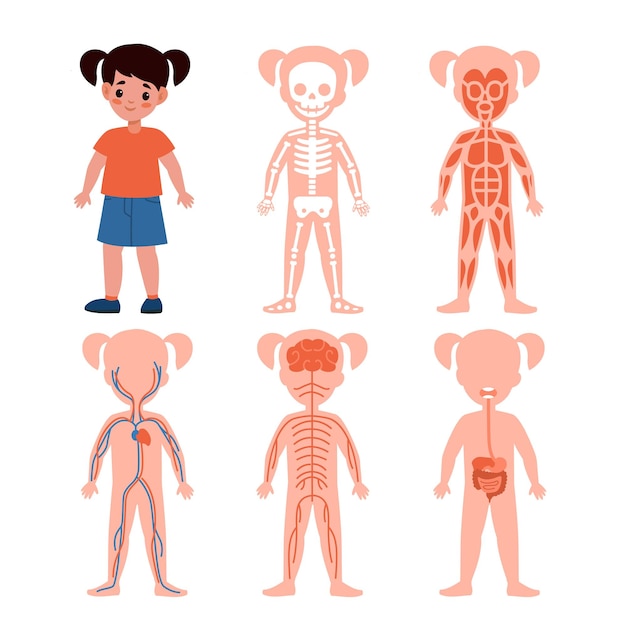 女の子の身体システム骨と血液筋肉神経と腸の内部の重要なシステムを持つ子供のシルエットの縦断面解剖学ポスター医学教育スキーム ベクトル セット