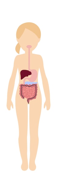 Vettore anatomia del sistema digestivo della ragazza illustrazione vettoriale