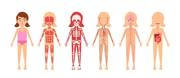 Vettore scheletro femminile organi interni circolatorio muscolare apparato digerente e nervoso anatomia strutture anatomiche