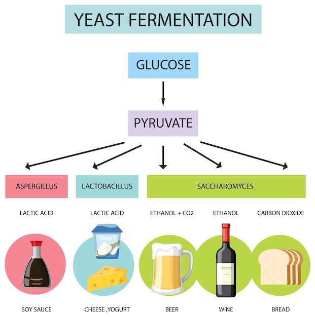 Vector gistgisting en productinfografiek over het proces