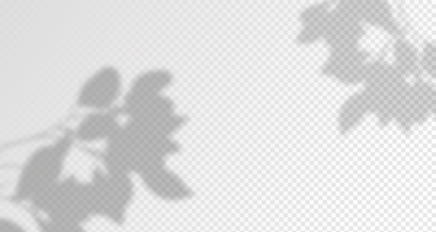 Glans van de zonnestralen op de muur Vervaagde schaduwen van bladeren en planten in de kamer Zachte overlay van natuurlijk licht Abstracte achtergrond voor productpresentatieLayout met natuurlijk licht