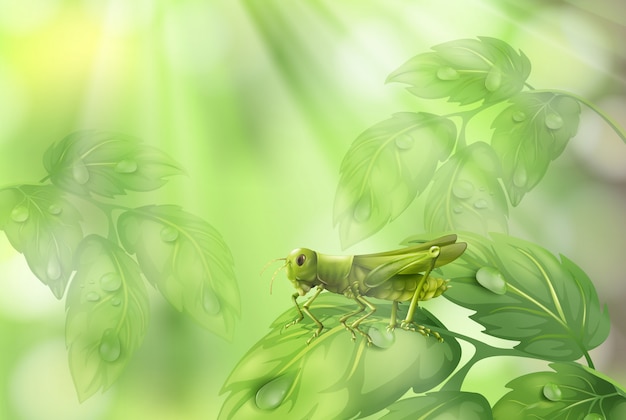 Glasshopper on Plant Leaf Green Background