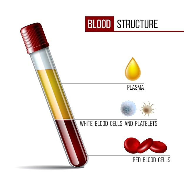 Glazen buis gevuld Gefractioneerd bloed, plasma en lagen rode bloedcellen. Medische pictogramstructuur en bloedbestanddelen. Illustratie van een kolf met rode en witte bloedcellen, plasma, bloedplaatjes.