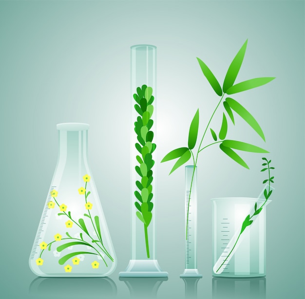 Glazen medische kolven met geneeskrachtige planten