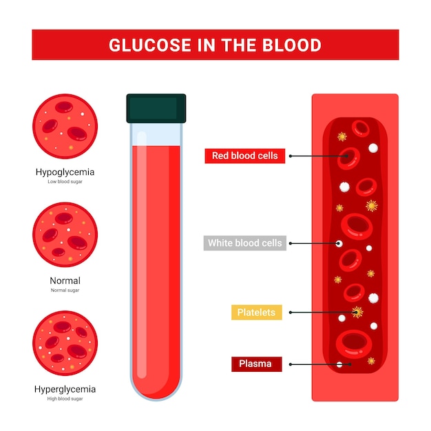 Glucose blood infographics, human level glucose vector