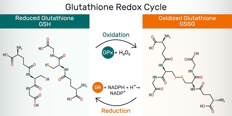 Vector glutathione redox cycle infographic