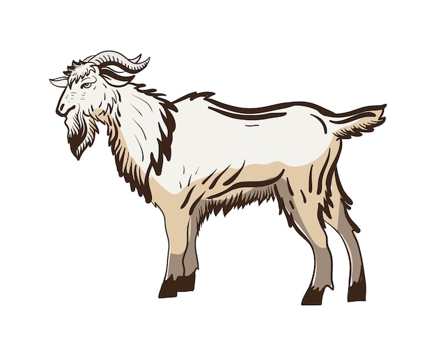 Goat hand drawn vector illustration realistic sketch