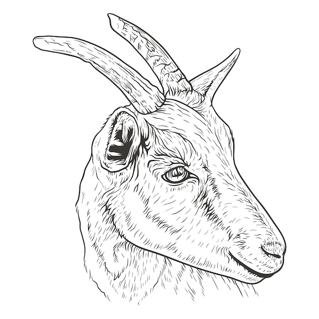 Vector goat head sketch vector illustration hand drawn goat head with horns