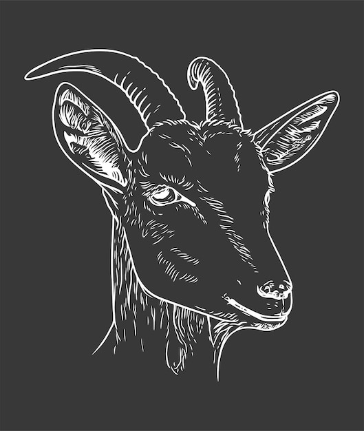 Vector goat head vector line art illustration on black background