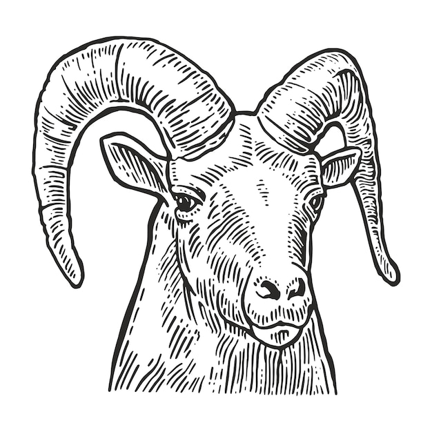 Goat head on white background