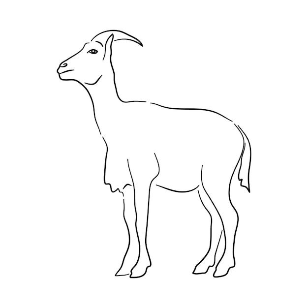 Goat illustration in hand drawn design Vector