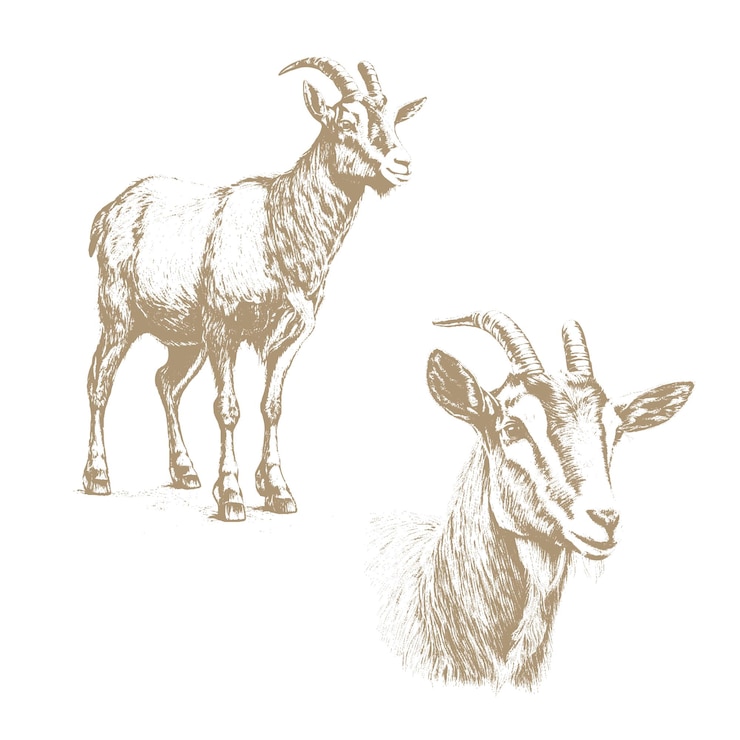 Vector goat series of farm animals graphics hand drawing sketch vintage engraving style design for packaging agricultural products signage advertising farm products shops