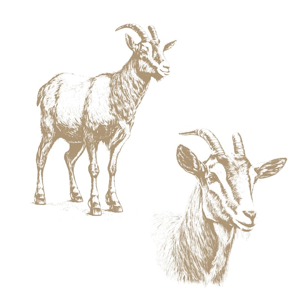 農場の動物のヤギ シリーズ グラフィック手描きスケッチ ヴィンテージ彫刻スタイル 農産物看板広告農産物ショップのパッケージのデザイン