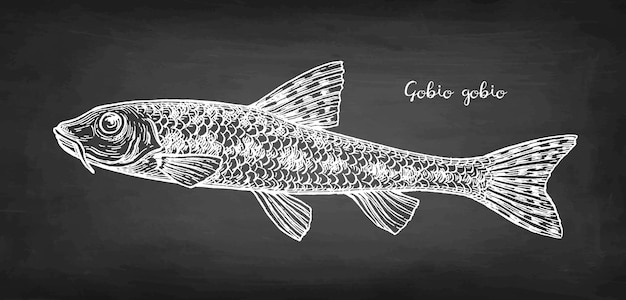 Vector gobio gobio fish chalk sketch