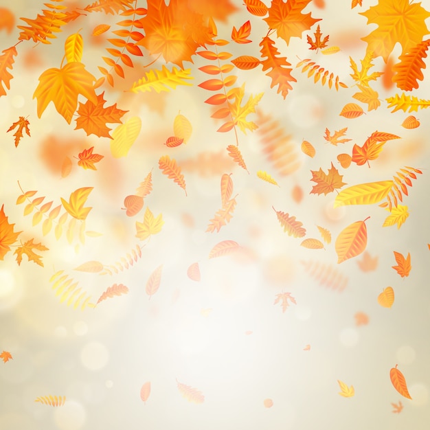 메이플 단풍과 금가 bokeh 배경.