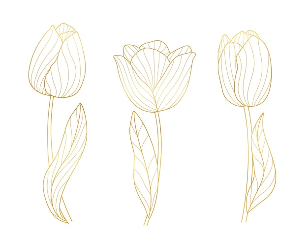 Gold blossom tulips Bloom golden lines floral elements elegant spring tulip with leaf Isolated botanical art spring summer seasonal vector garden set