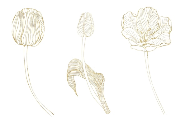 Vettore profilo d'oro disegno di un fiore di tulipano.