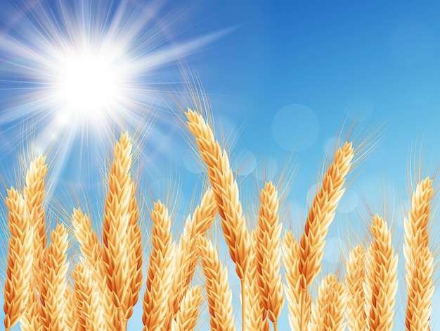 Vector gold wheat field and blue sky.