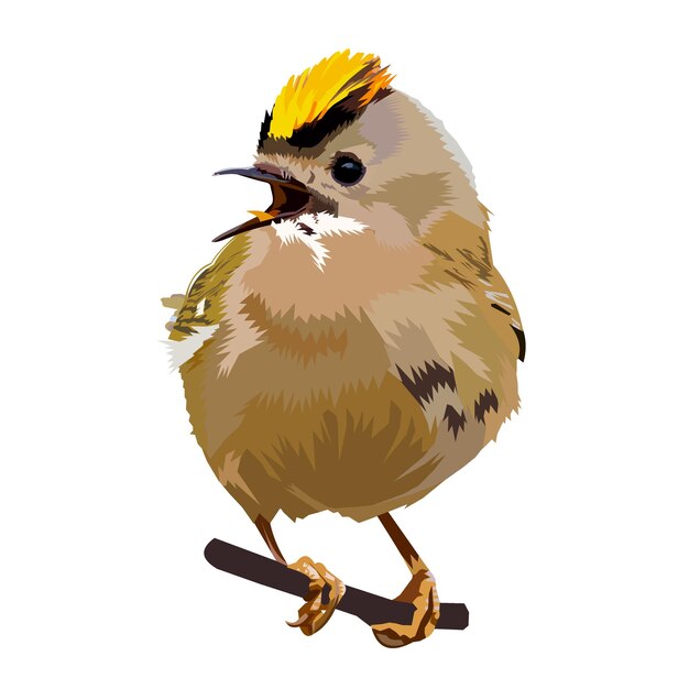 Vector goldcrest bird illustration isolated on white