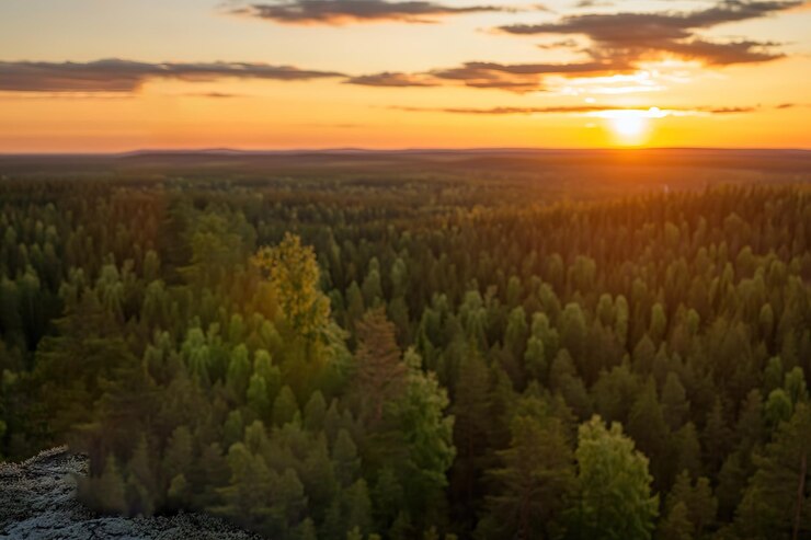 Vector golden hour in finnish forest panoramic sunset landscape sky red view pine rays calm wide blue trees