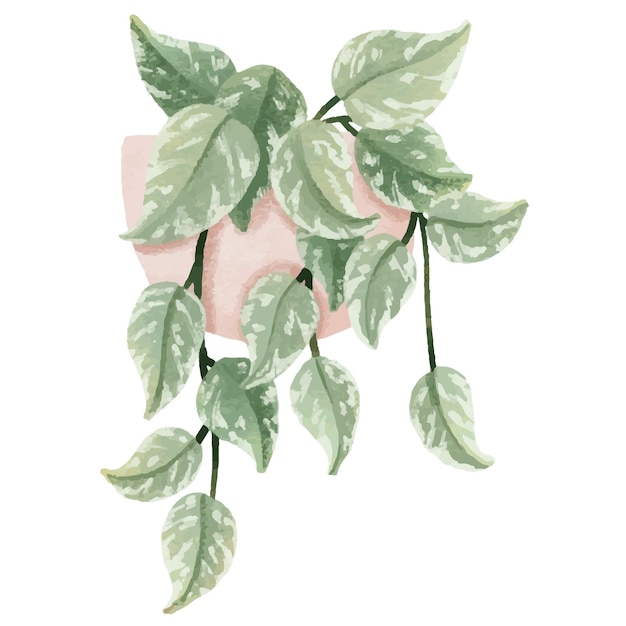 Golden pothos scindapsus epipremnum pictus Houseplant pot Home flower Isolated illustration plant