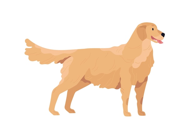 Vector golden retriever die zich met uithangende tong bevindt. gelukkige hond met golvende vacht. vriendelijk rasecht hondje. gekleurde platte vectorillustratie geïsoleerd op een witte achtergrond.