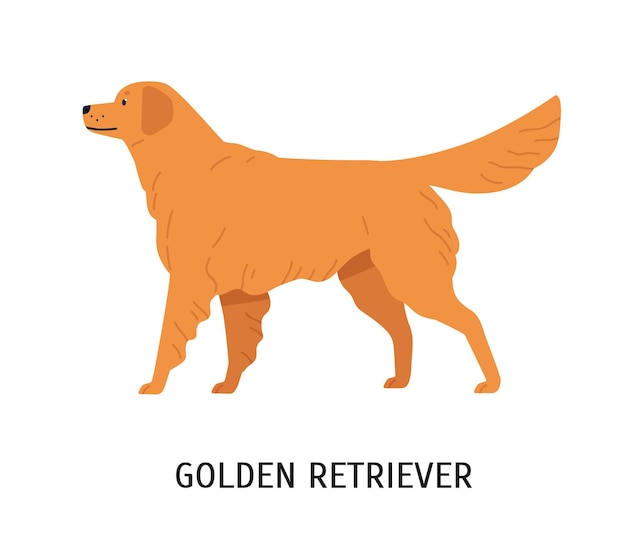 Vector golden retriever. prachtige jachthond of jachthond geïsoleerd op een witte achtergrond. leuk mooi rasecht huisdier of huisdier. ras standaard. kleurrijke vectorillustratie in platte cartoon stijl.