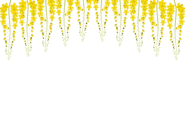 Vector golden shower flower on white background
