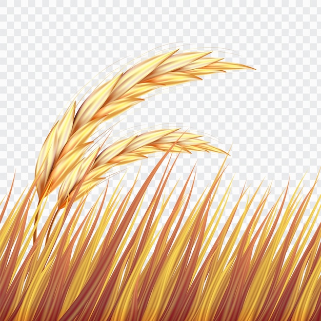 Vector golden wheat field or rice on isolated background