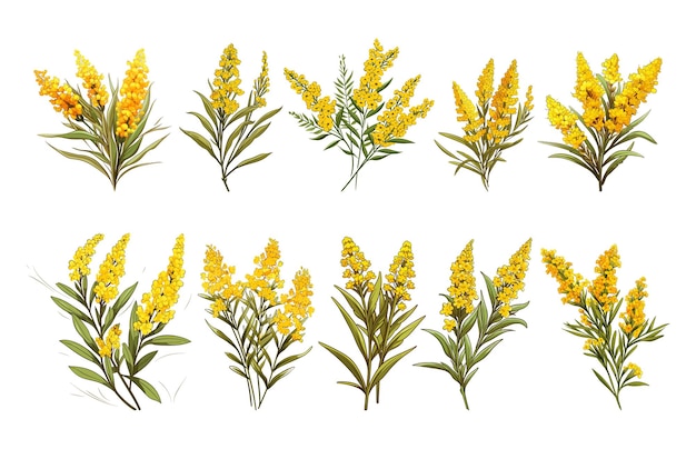 Vector goldenrod flower arrangement clipart