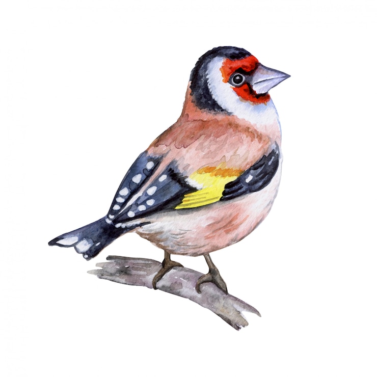 Vector goldfinch bird