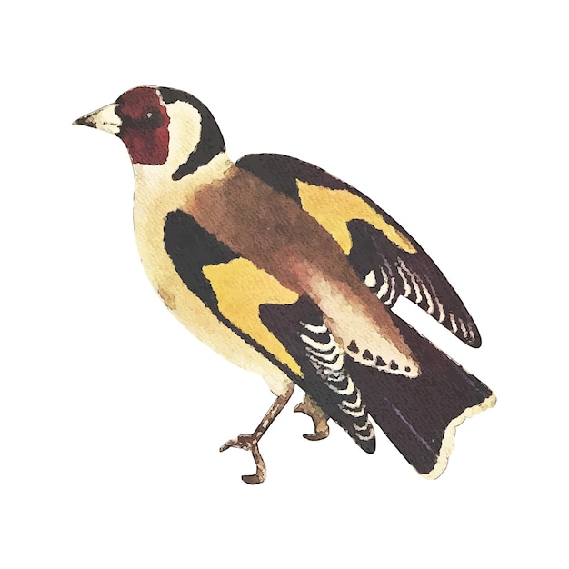 Vector goldfinch watercolor vector illustration