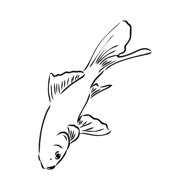 Goldfish  hand drawing vector illustration isolated on white background aquarium fish vector