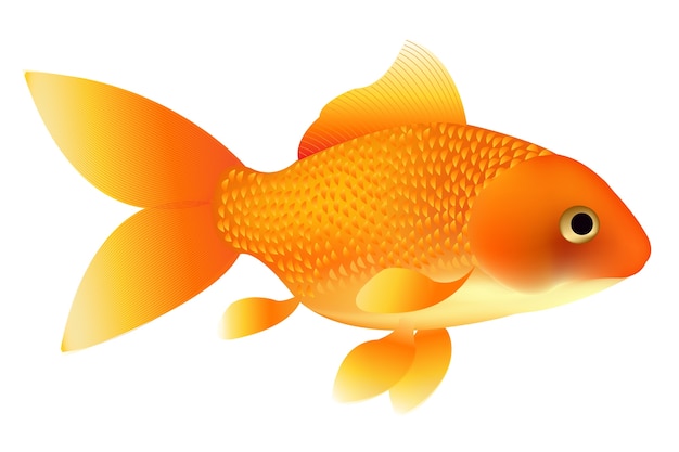 Vector goldfish illustration