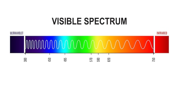 Vector golflengte zichtbaar lichtspectrum golf van ultraviolet tot infrarood frequentie fysica en elektromagnetische vectorinfographics met regenboogkleurengradiëntgrafiek of diagram van menselijk oog zichtbaar licht