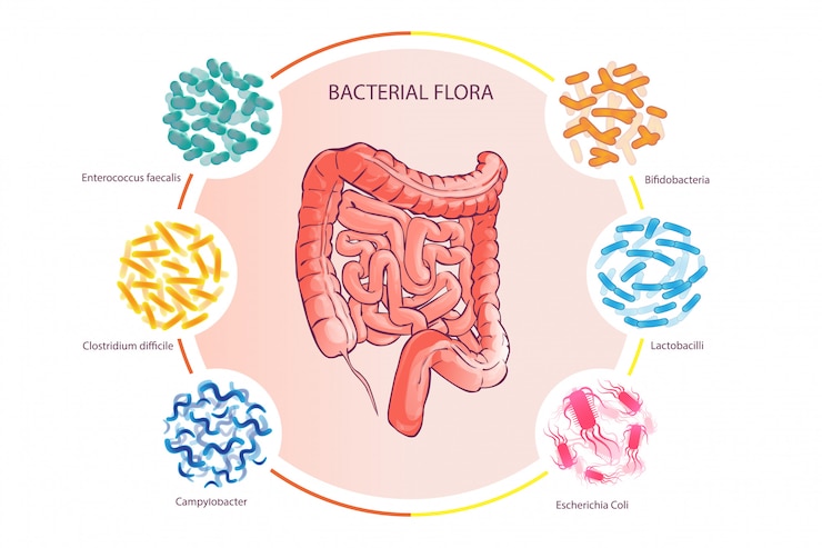 Vector good bacterial flora illustration human colon vector