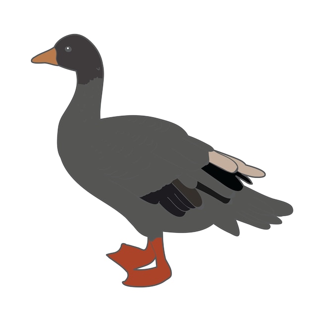 Goose duck bird