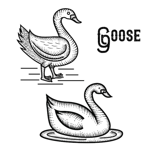 Goose hand drawn