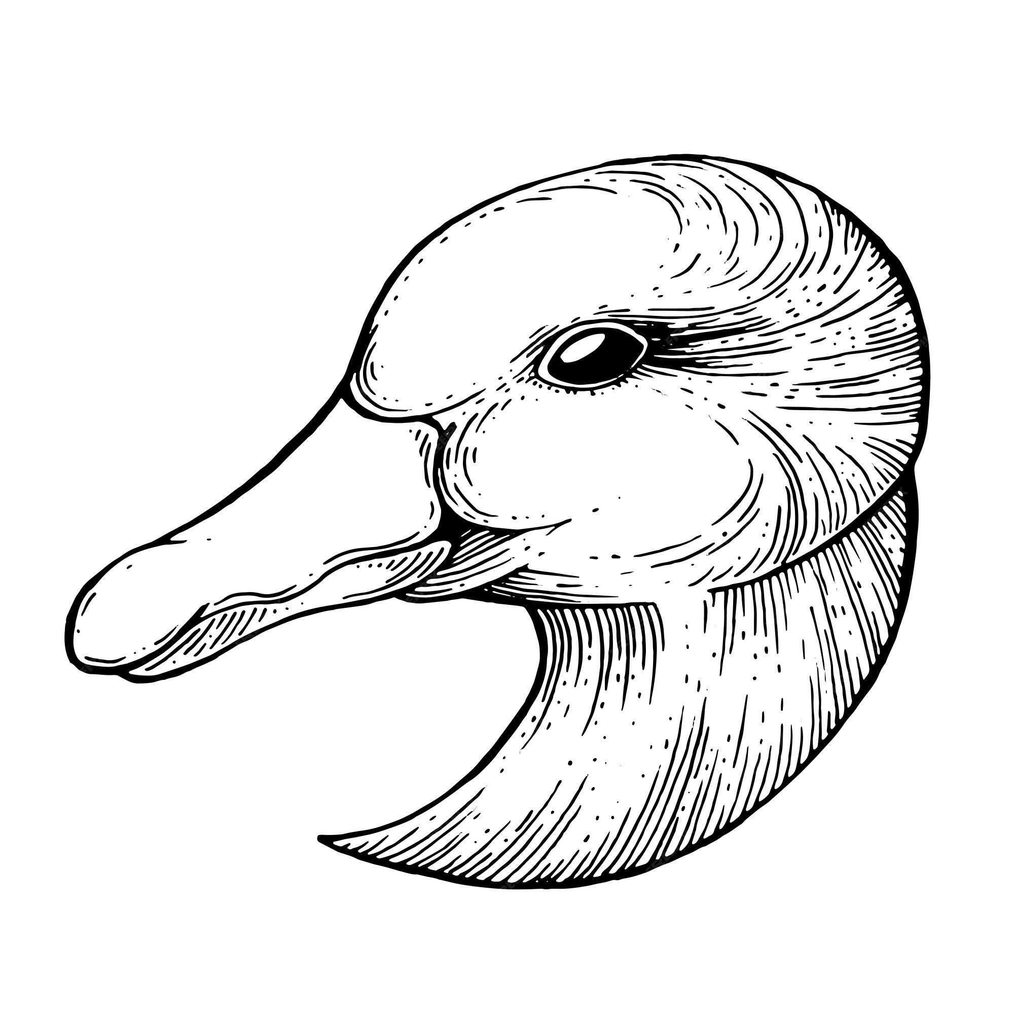 Голова гуся рисунок