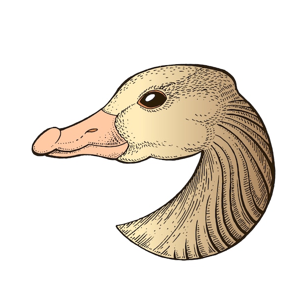 Vector goose ink-tekening