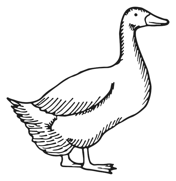 ガチョウのスケッチ家禽の手描きの鳥のアイコン
