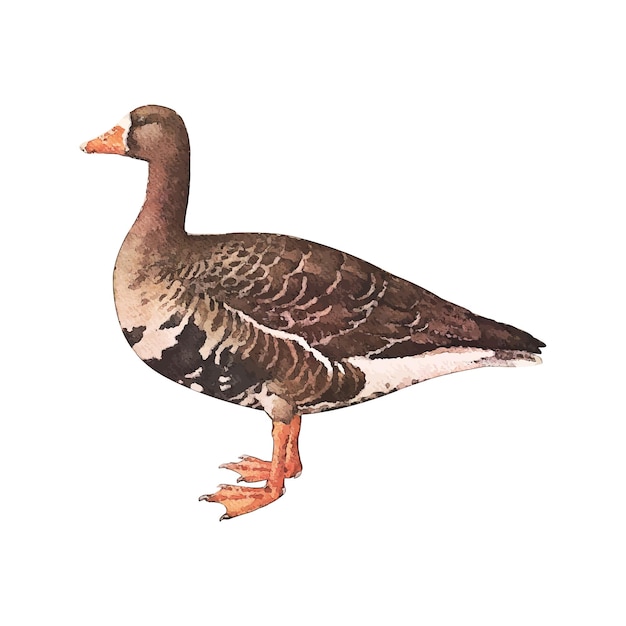 Vector goose watercolor vector illustration