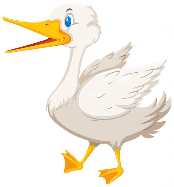 A goose on white background