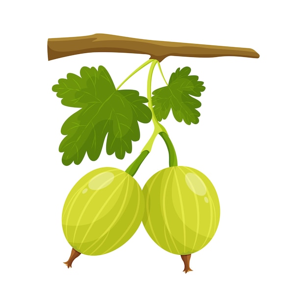 Vector gooseberry, agrus berries with leaves on white background, flat style vector