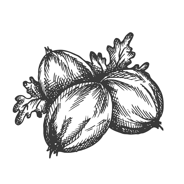 Vector gooseberry hand drawn   illustration. alma