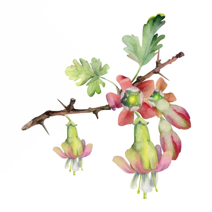 Vector gooseberry leaves bell flower buds on thorny spiked branch juneberry currant cut out botanical