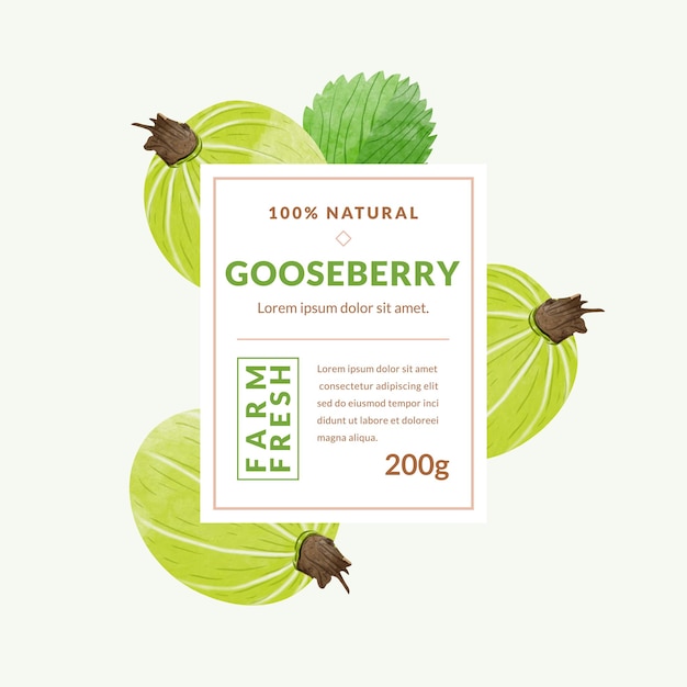 Gooseberry packaging design templates watercolour style vector illustration