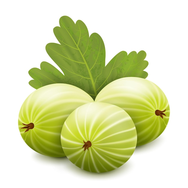 Gooseberry realisitc 3d vector illustration Argus berries with leaves isolated on white background Gooseberry bush icon