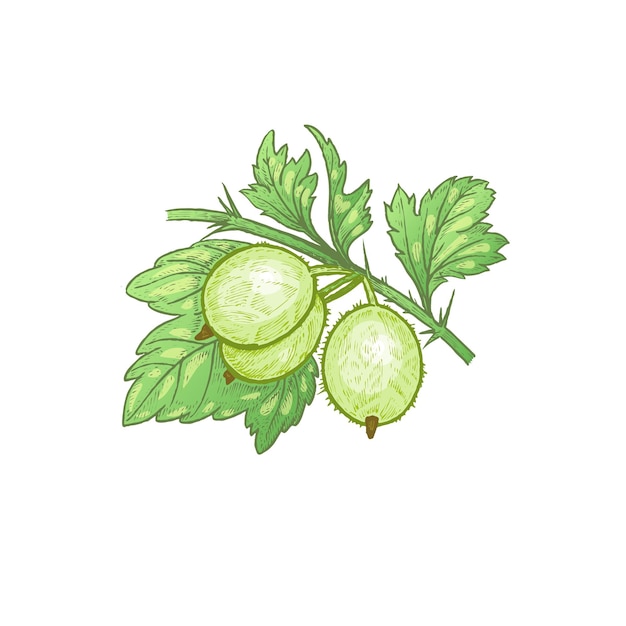 Gooseberry realistic vector illustration