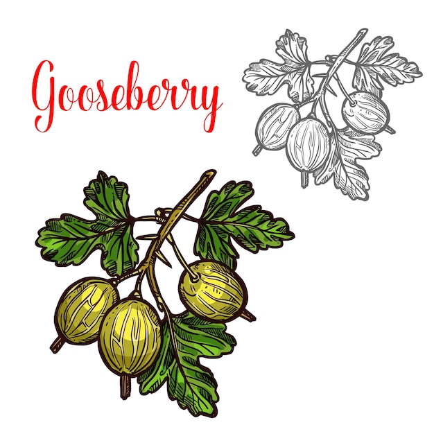 Gooseberry vector sketch fruit berry icon